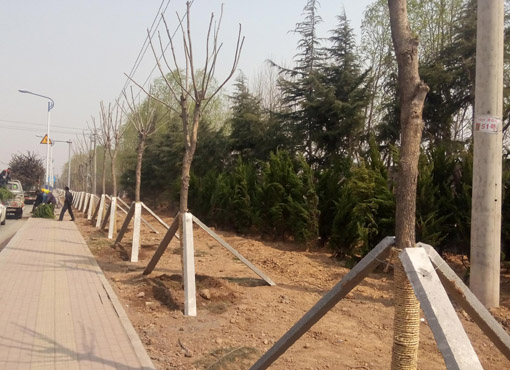 济南机场路道路绿化工程